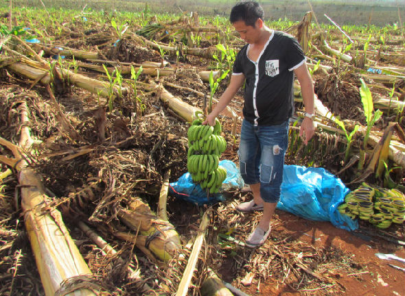 广东徐闻下桥近300亩香蕉园遭风灾毁于一旦