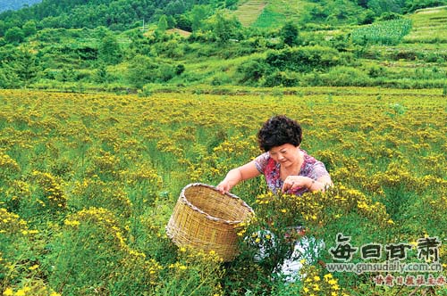 康县人口_食用菌富了康县人(2)