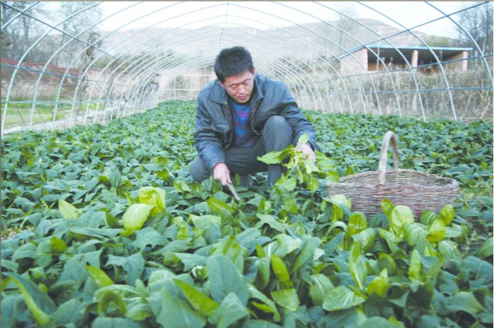 大棚种植_大棚种植与农民收入(3)