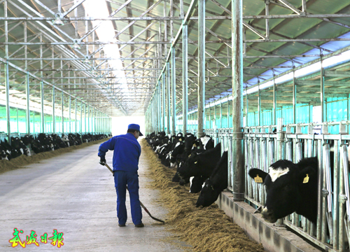 荣华绿洲现代农业产业园奶牛养殖场一角(图)-养