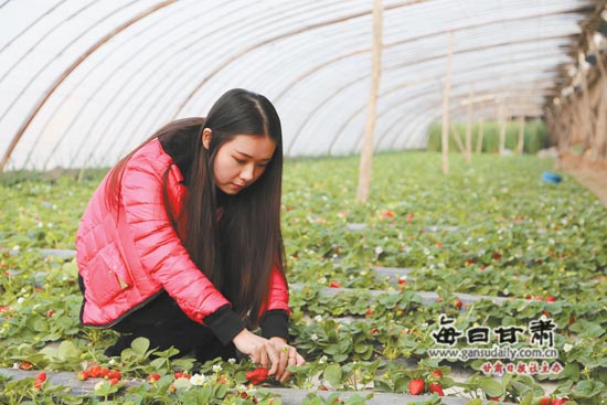 掌上兰州鲜果购首波乐享草莓节(图)