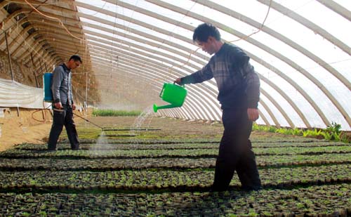 敦煌:野生黑枸杞成金蛋蛋-敦煌-每日甘肃-酒泉