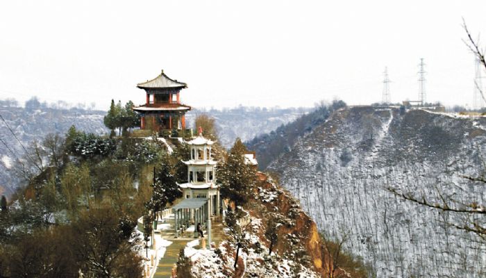 树魂路龑(摄于镇原县)