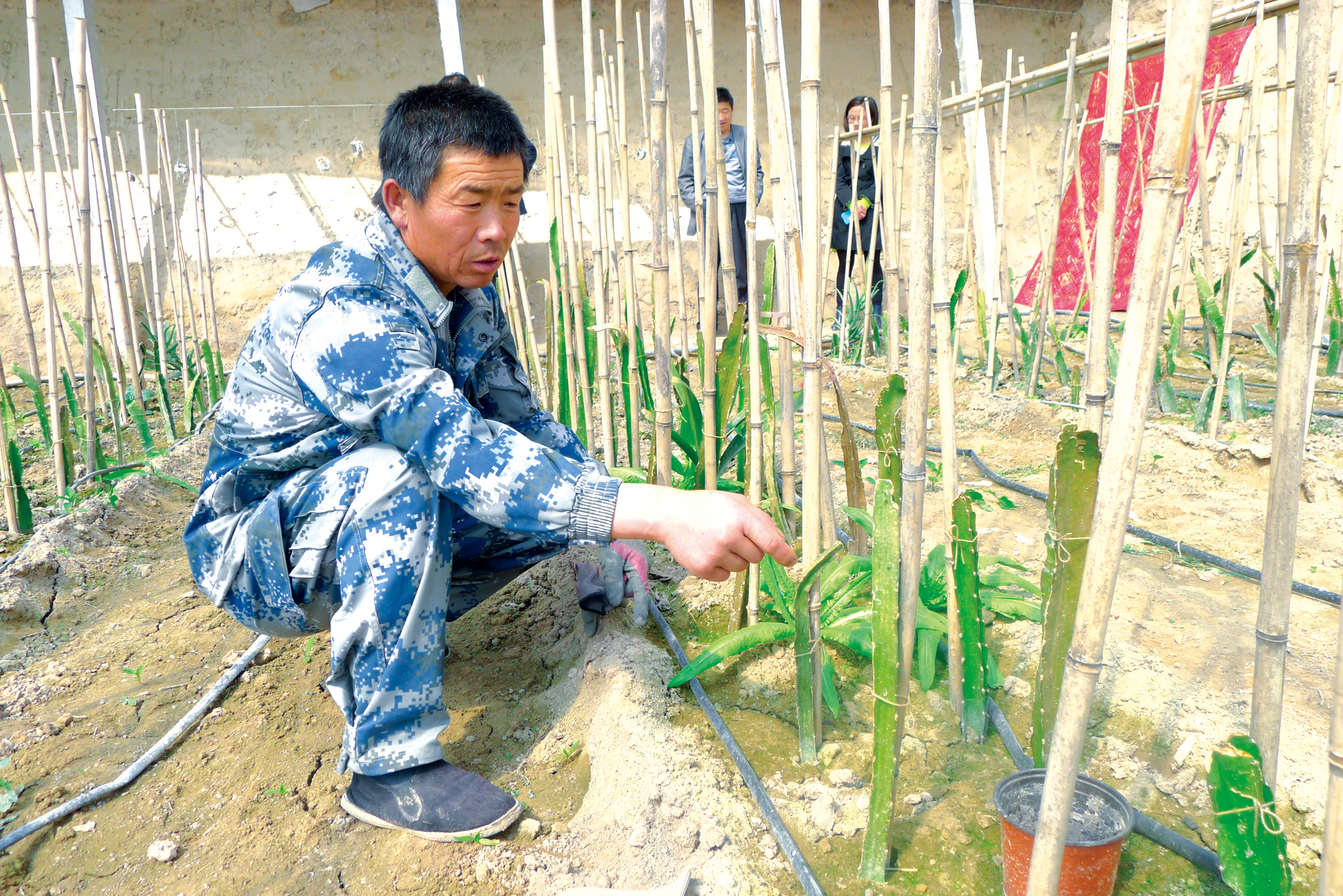 图片新闻:种植户查看火龙果苗长势-图片新闻-每日甘肃-金昌日报