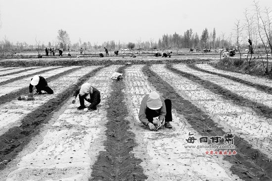 临泽县农户们忙着栽植洋葱苗-临泽县|洋葱-每日