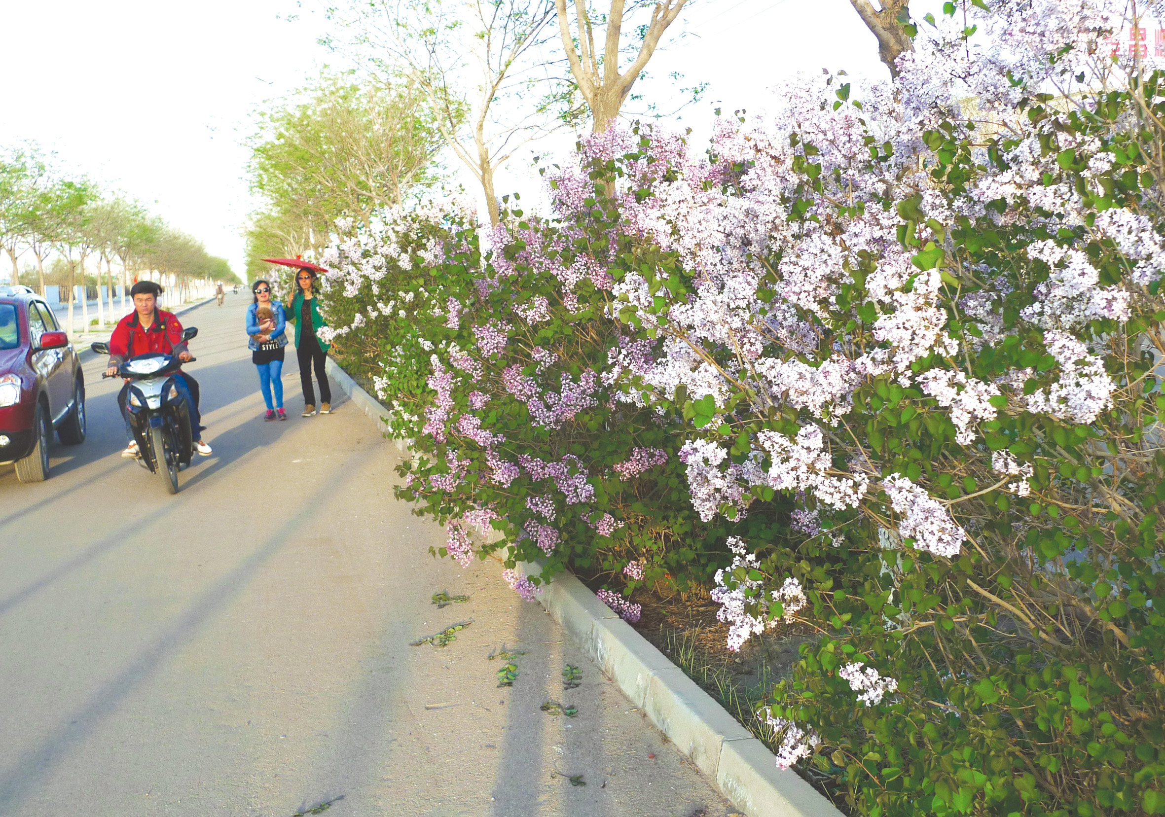 图片新闻:市区盛开的丁香花吸引了市民驻足观赏-图片新闻-每日甘肃-金昌