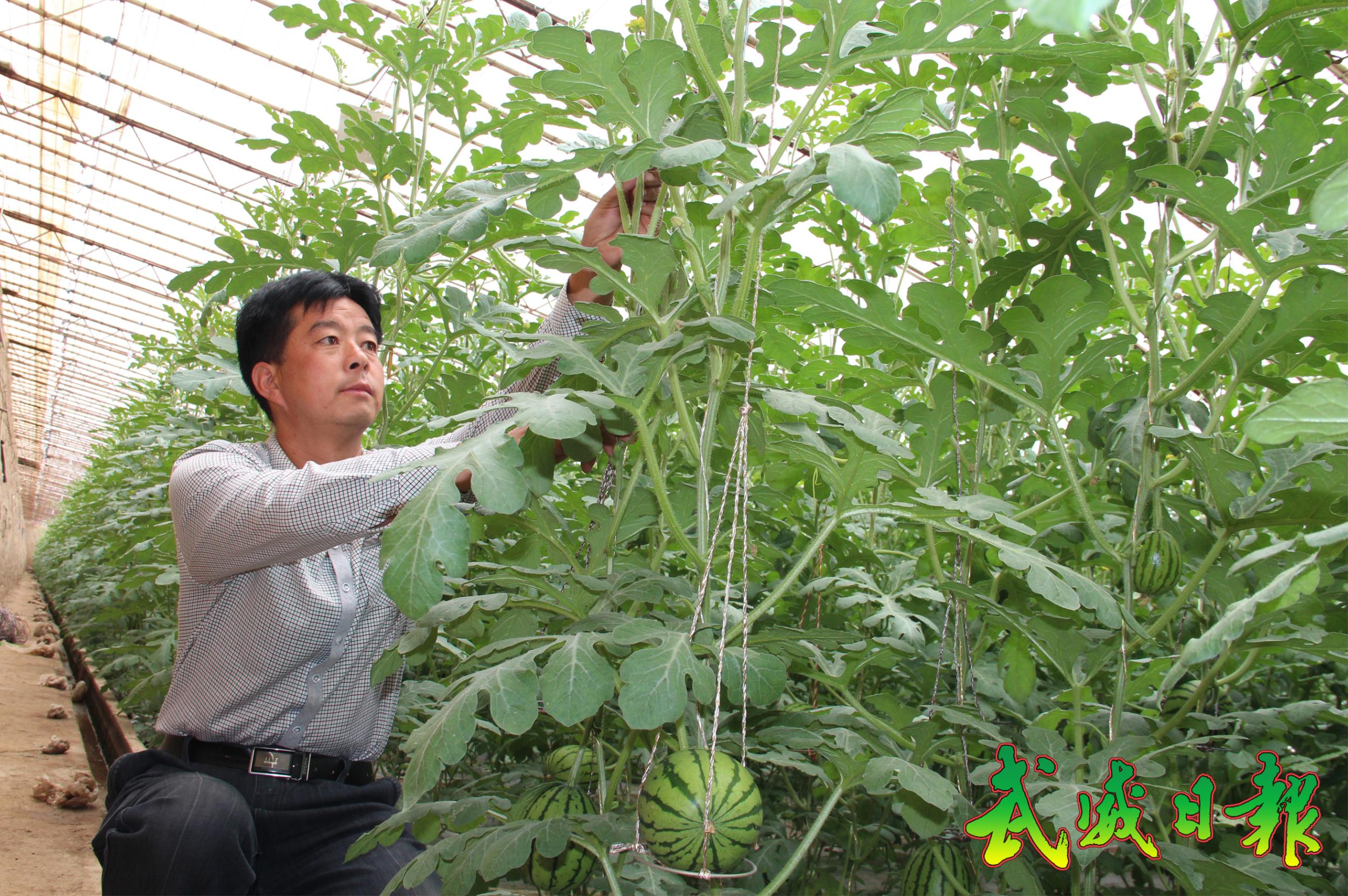 图片:杨国强正在给西瓜苗整枝