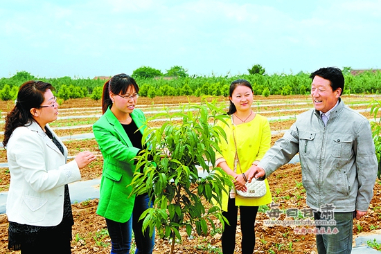 庆阳西峰区大力发展以优质林果为主的高效农业