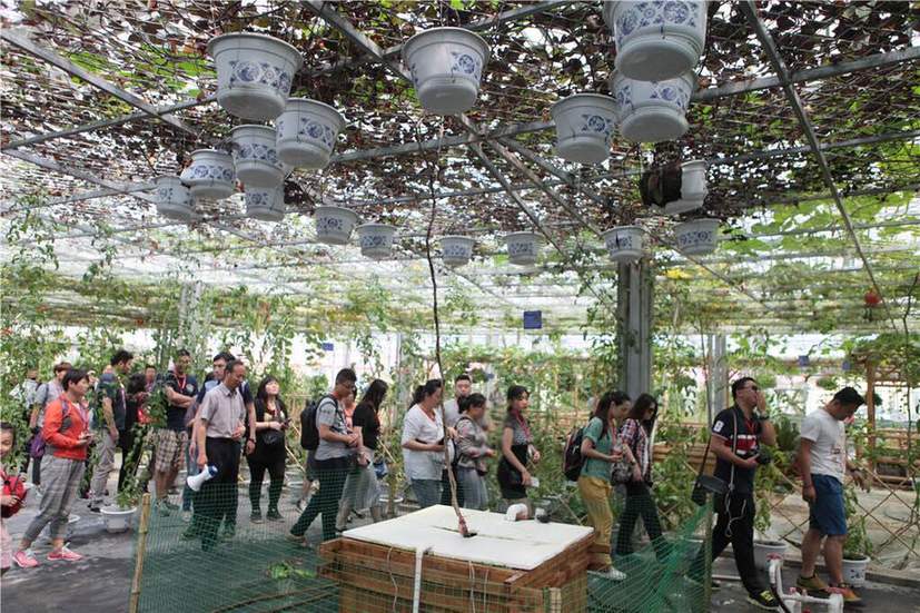 全国网媒记者走进呼和浩特现代化农业示范园-