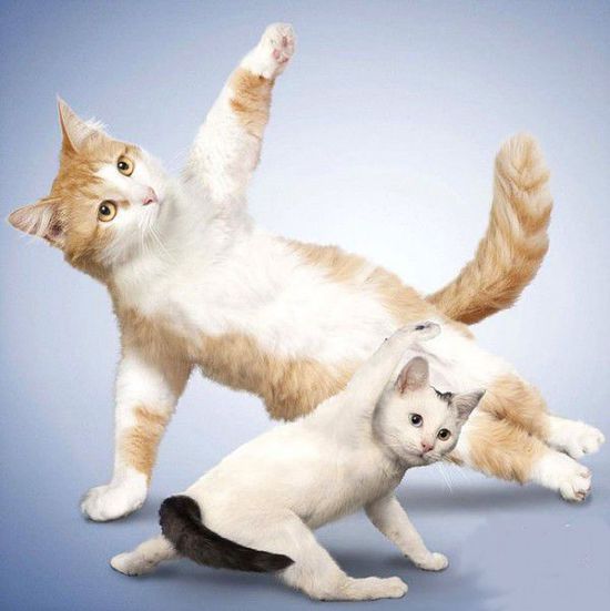 全球都爱Yoga 有姿势任性-身材