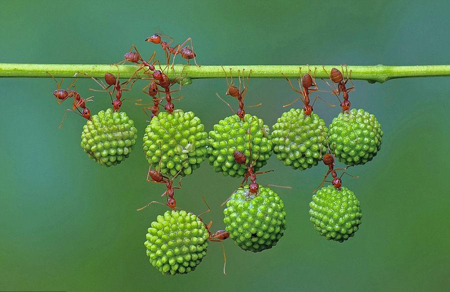 蚂蚁搬运果实展现惊人团队力量