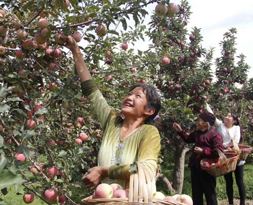 采摘苹果-苹果-每日甘肃-武威日报