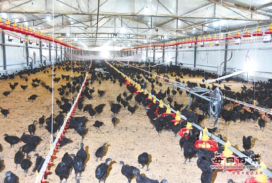 庆阳市引进肉鸡全产业链项目-产业化项目-每日