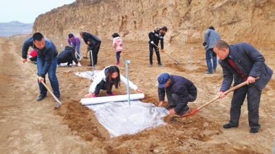 礼县年家村群众开始对苹果树幼苗铺设地膜保墒