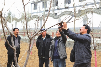成县大樱桃基地农技员指导村民给大樱桃树进行