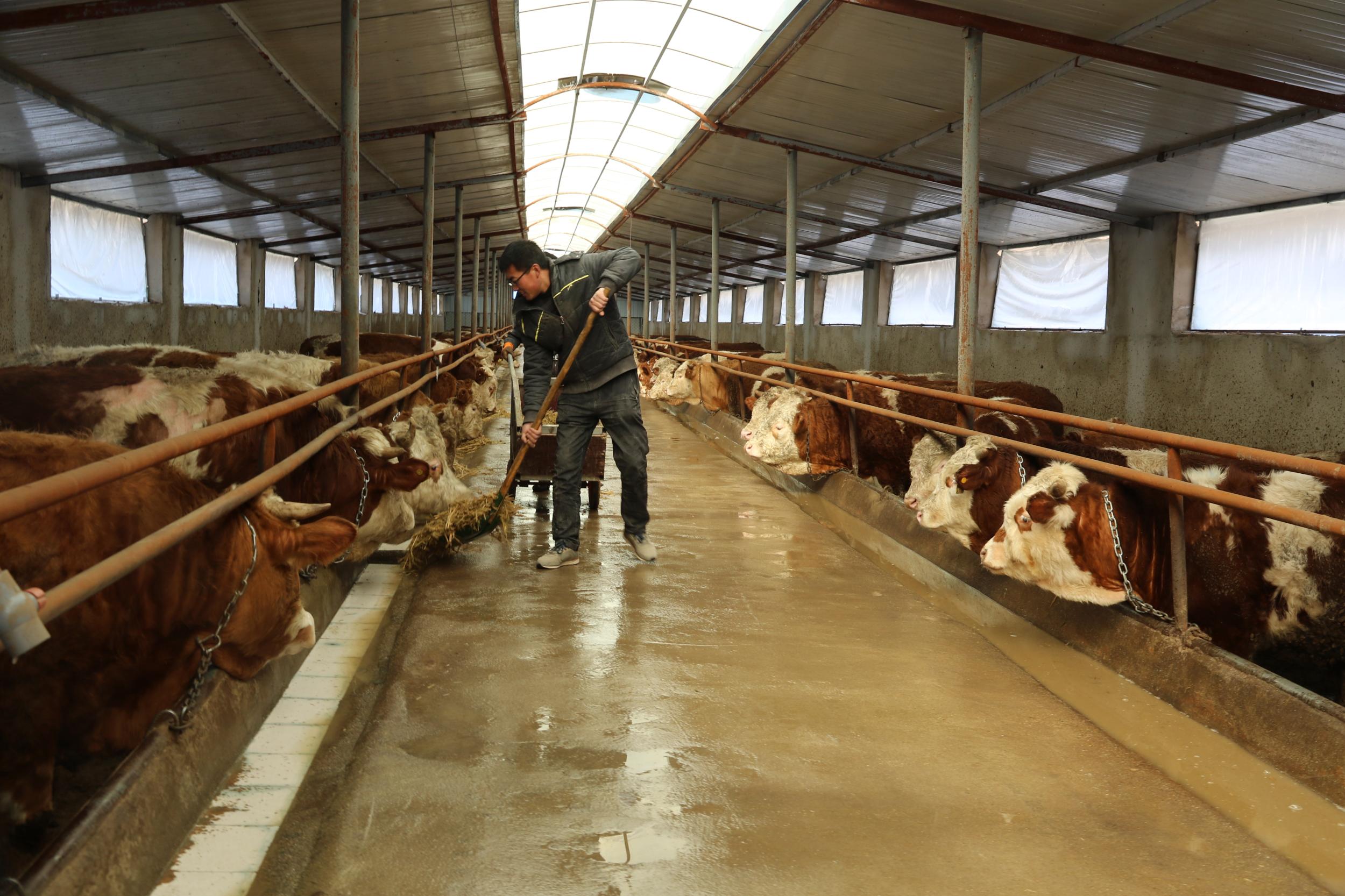 春季养奶牛保证五个最佳温度