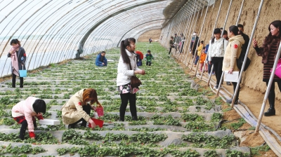 兰州城关区千人采摘草莓 开展文明旅游主题宣