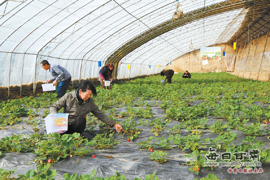 庆阳市大力发展特色农业和反季节温室果蔬产业