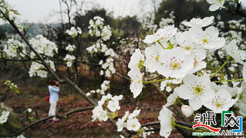 曹村花海