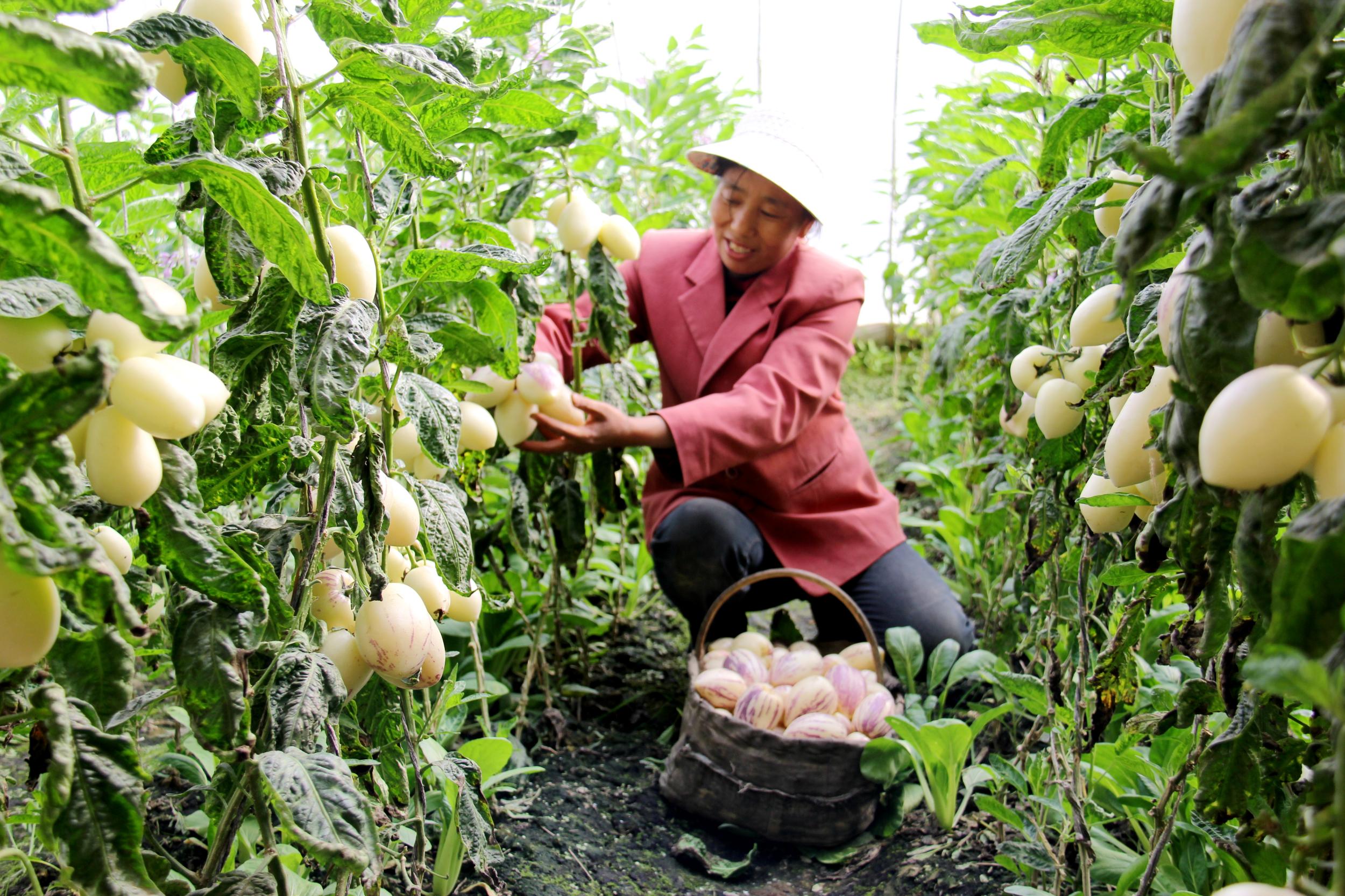 金塔县调整农业产业结构 着力点放在高效设施农业发展上-金塔县-每日甘肃-甘肃农民报