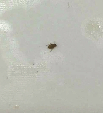 梦境预兆,女人梦见虫子,暗示了什么? 梦境预兆,女人梦见虫子,暗示了什么?