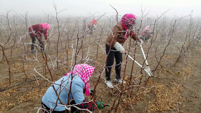 场红枣产业部项目技术人员现场指导红枣种植户