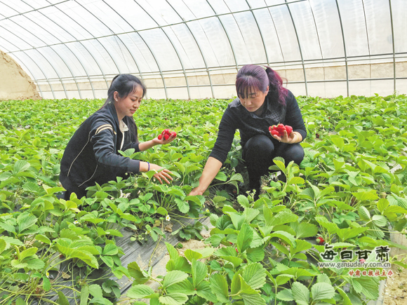 兰州周边大棚草莓进入采摘旺季 旅客纷至沓来