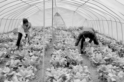 康县加大农业特色产业扶持力度 -精准扶贫-每日