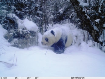红外相机记录到野生大熊猫罕见雪景照