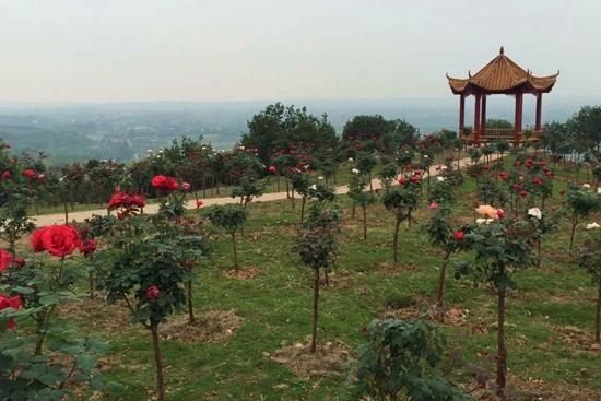 出游推荐 五一到双流杨梅小镇看三角梅花海-杨梅