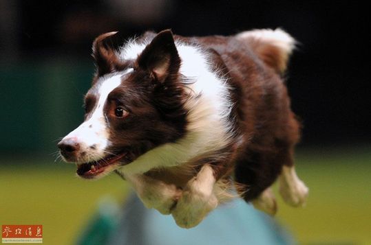 牧羊犬12天返家 跨越近400公里的路程回到主