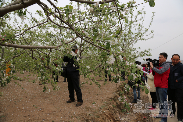 静宁县有力推动苹果产业与文化旅游业融合发展