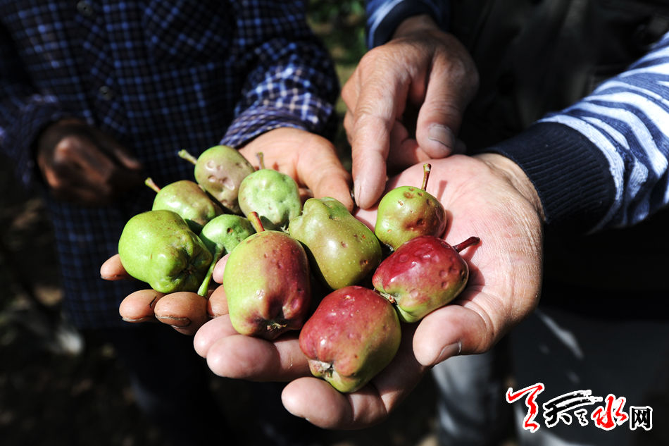  姚晨曹郁游迪士尼 同框合影 儿子小土豆雨中淌
