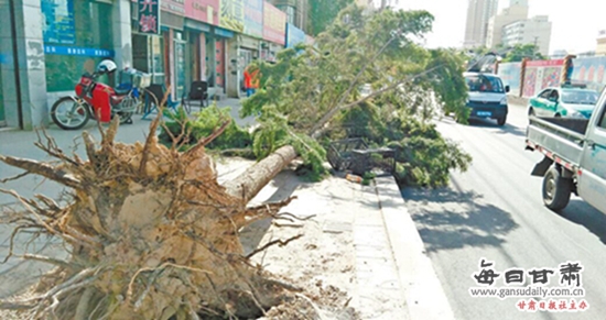 兰州一大松树被狂风刮倒 斜躺路中无人管-大松