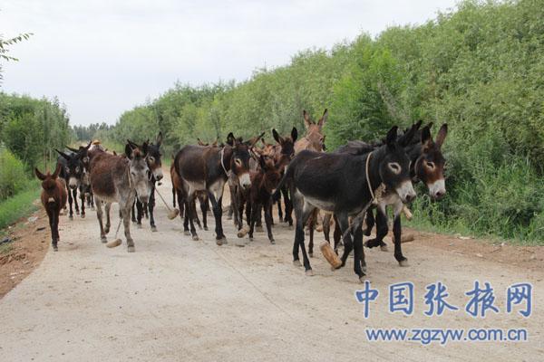 收入证明_科学养殖提高农民收入