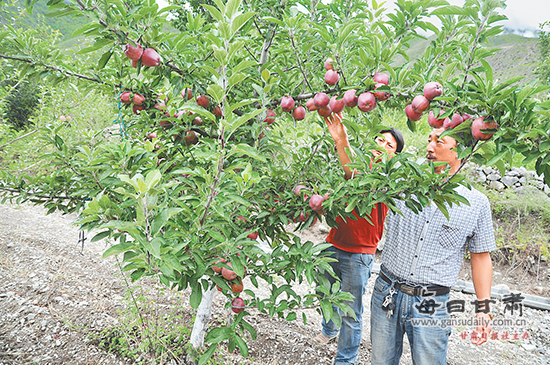 迭部县九龙峡村扎西林果农民专业合作社负责人