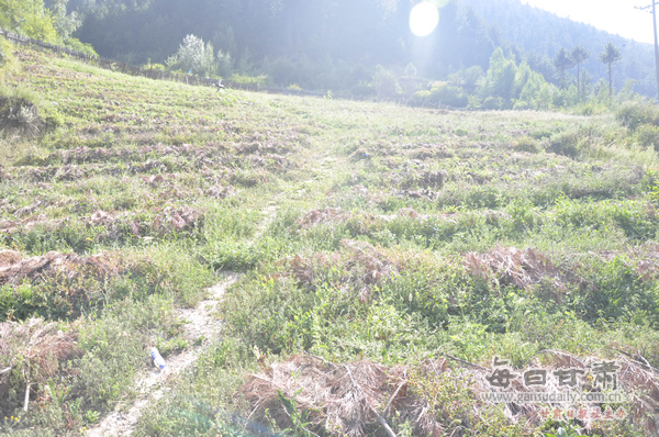 猪苓蘑菇图片_猪苓每平方米可收入