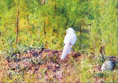 白乌 culture.gansudaily.com.cn