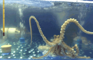 生吃一口活八爪鱼,整个人都精神了!-生吃|八爪|老板-每日甘肃-美食