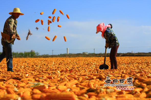 张掖制种玉米收获