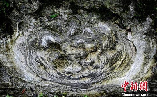 重庆酉阳一村庄现罕见“石花”(图)
