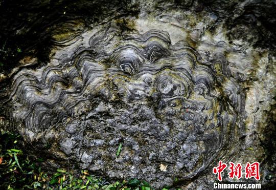 重庆酉阳一村庄现罕见“石花”(图)