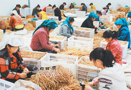 岷县山区农民纷纷来到中药材龙头加工企业务工