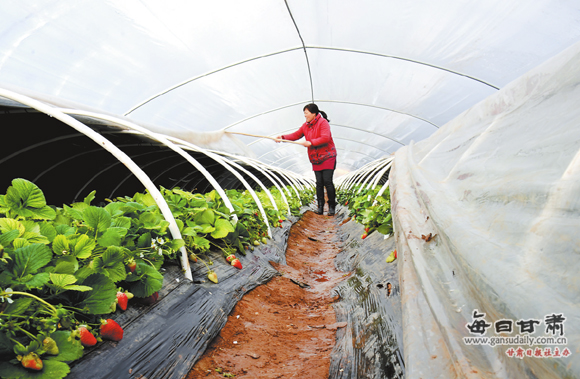 渭源县富民草莓种植农民专业合作社的种植户在