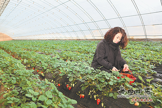 华池县在全县推广特色水果温室大棚种植技术-