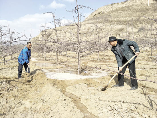 礼县盐官镇果农力争抗早保丰收-陇南日报-每日