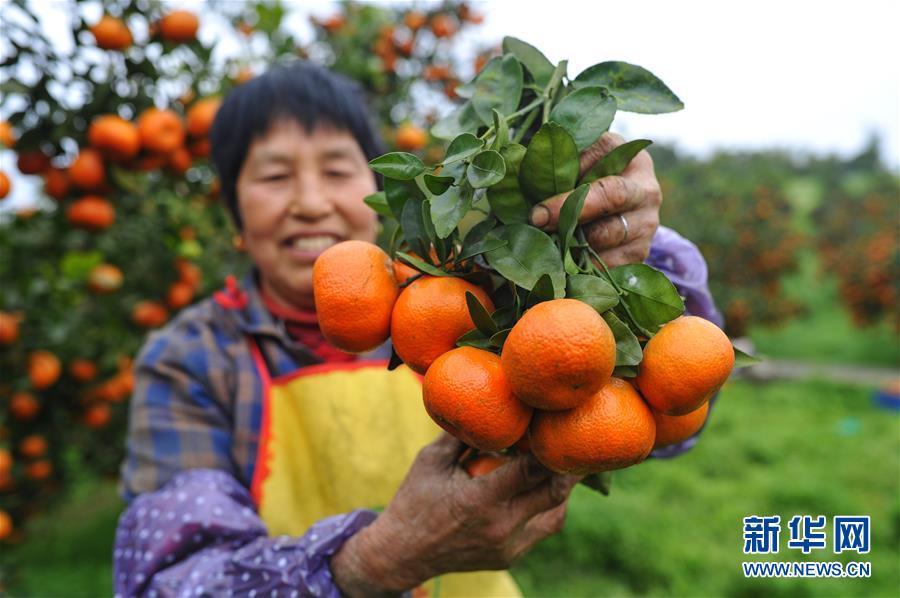 重庆长寿区:晚熟柑橘喜丰收-国内-每日甘肃网