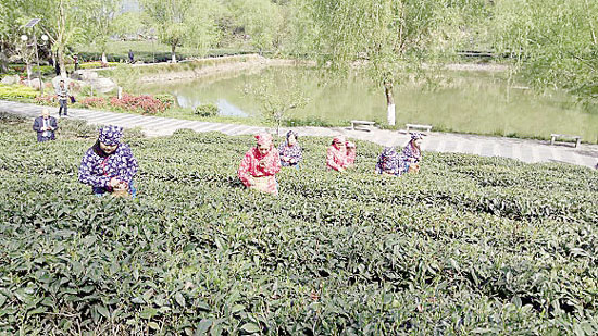 摘茶姑娘曲谱_姑娘加油图片(3)