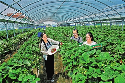 宁县海升现代农业有限公司引进优质草莓品种