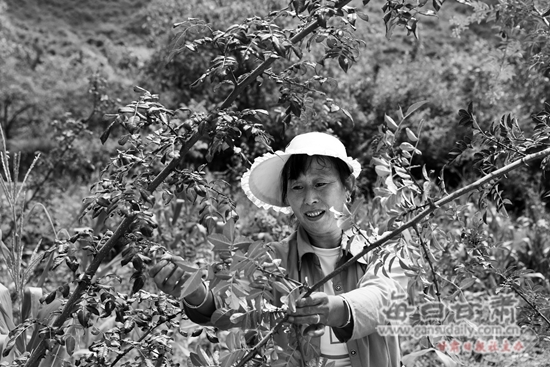 【图片新闻】文县:花椒产业发展成效明显
